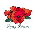 Colorful and drawn vector illustration of three poppy flowers.