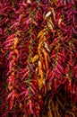 Colorful dried chilli peppers at the Italian bazaar