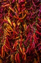 Colorful dried chilli peppers at the Italian bazaar Royalty Free Stock Photo