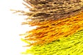 Colorful of dried ear of rice isolated Royalty Free Stock Photo