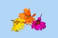 Colorful dried Gerber Daisy flowers Royalty Free Stock Photo