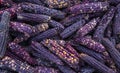 the colorful dried Indian corns close up Royalty Free Stock Photo