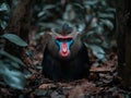 A colorful drill monkey sitting in a forest. Royalty Free Stock Photo