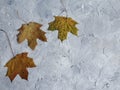 Colorful dry autumn leaves on a bright blue backgroundColorful dry autumn leaves on a bright blue background