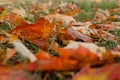 Colorful dry autumn maple leaves