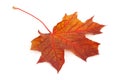 Colorful dry damaged autumn maple leaf Royalty Free Stock Photo