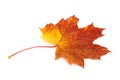 Colorful dry damaged autumn maple leaf Royalty Free Stock Photo