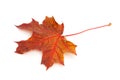 Colorful dry damaged autumn maple leaf Royalty Free Stock Photo