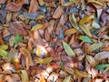 Colorful dry leaf on the ground