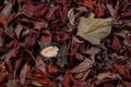 Colorful dry leaves of  tree have fallen on the ground under  the tree in autumn season Royalty Free Stock Photo