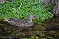 colorful duck in the pond