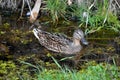 colorful duck in the pond