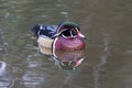 A colorful duck with a red eye swims on the water