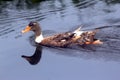 An Indian colorful Duck in lake water.