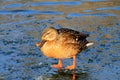 Colorful duck standing on ice in winter,