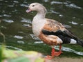 A colorful duck standing next to a pond