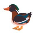 colorful duck standing wild nature poultry domestic animal cute small pet for livestock farm waterfowl