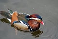 Colorful duck swimming in pond Royalty Free Stock Photo