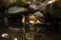 Colorful duck swimming in the pond. Waterfowl bird family. Tropical bird park. Nature and environment concept. Horizontal layout.