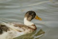 Colorful Duck swimming in the river Royalty Free Stock Photo