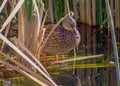 Colorful duck wading among reeds in marshland waters.