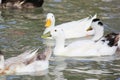 Colorful Ducks swimming in the river Royalty Free Stock Photo