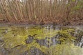 Colorful Duckweed in a Cypress Forest