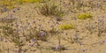 Colorful dune flowers in the sand