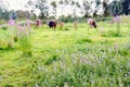 Colorful Dutch nature reserve in the summer season Royalty Free Stock Photo