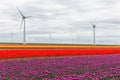 Colorful Dutch tulip fields with big wind turbines Royalty Free Stock Photo