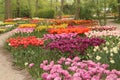 colorful dutch tulip garden Royalty Free Stock Photo