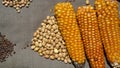 Colorful ears of dried corn and piles of beans and grain Royalty Free Stock Photo