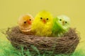 Colorful easter chicks