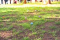 Colorful Easter egg on green grass meadow with blurry long line of diverse kids parents waiting for egg hunt tradition Royalty Free Stock Photo