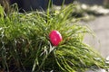 Colorful Easter egg On the green Meadow Royalty Free Stock Photo