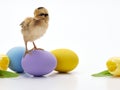 Colorful Easter eggs and chicks