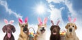 Colorful Easter eggs and cute dogs with bunny ears headbands outdoors, collage Royalty Free Stock Photo