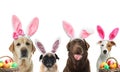 Colorful Easter eggs and cute dogs with bunny ears headbands on white background, collage Royalty Free Stock Photo