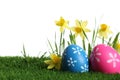 Colorful Easter eggs and daffodil flowers in grass against white background Royalty Free Stock Photo