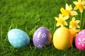 Colorful Easter eggs and daffodil flowers in grass, closeup Royalty Free Stock Photo