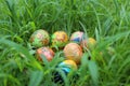 Colorful Easter eggs. Find Easter eggs on green grass meadow. Happy Easter day concept