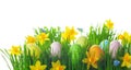 Colorful Easter eggs in green grass and daffodil flowers on white background Royalty Free Stock Photo