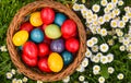 Colorful Easter eggs in the green grass with white spring flowers Royalty Free Stock Photo