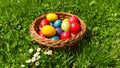 Colorful Easter eggs in the green grass with white spring flowers Royalty Free Stock Photo