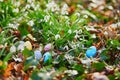 Colorful Easter eggs hidden in grass with beautiful snowdrop flowers Royalty Free Stock Photo