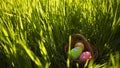 Colorful  Easter eggs hidden in the green grass. Easter egg hunt for kids. Happy easter. Royalty Free Stock Photo