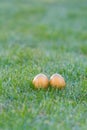 Colorful easter eggs lying in the backyard grass. copyspace. isolated