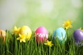 Colorful Easter eggs and narcissus flowers in green grass against blurred background, space for text Royalty Free Stock Photo