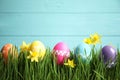 Colorful Easter eggs and narcissus flowers in grass against light blue background. Space for text Royalty Free Stock Photo