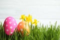 Colorful Easter eggs and narcissus flowers in grass against white background, closeup. Space for text Royalty Free Stock Photo